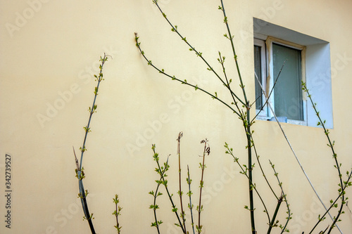 Lonely window on a yellow wall. Branches of a bush against the background of a plastered wall. Smooth stucco on an old yellow wall of a building in spring.