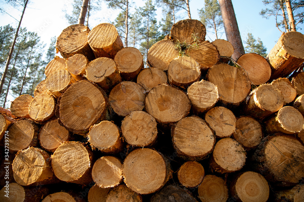 Deforestation - wood logs in daylight Deforestation - wood logs in daylight