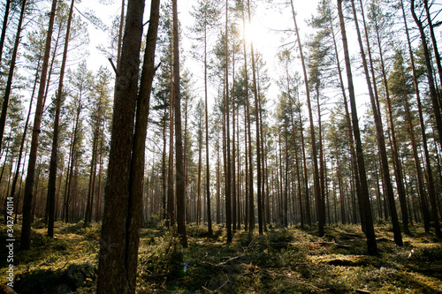 Deforestation - wood logs in daylight © Kristaps