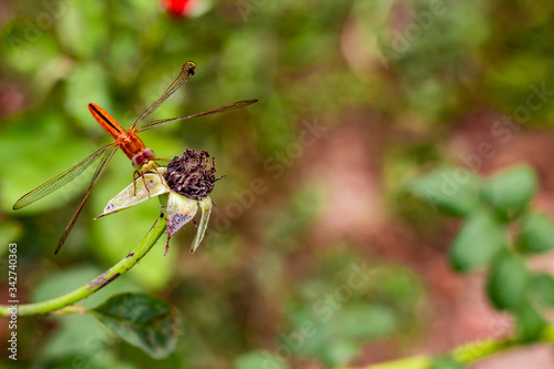 high angle view of dragonfly sitting on dried flower in front of blurred background with a copy space. wildlife concept.jpg