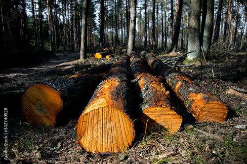 Deforestation - wood logs in daylight