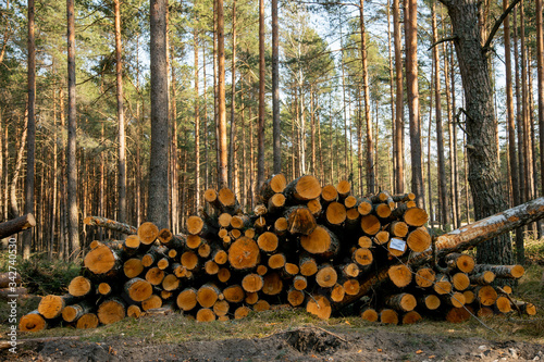 Deforestation - wood logs in daylight