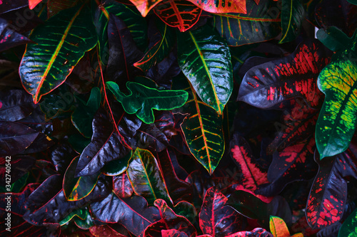 Beautiful colorful tropical plants. Dark background