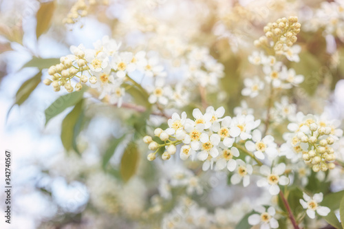 White flowers of bird cherry tree in spring