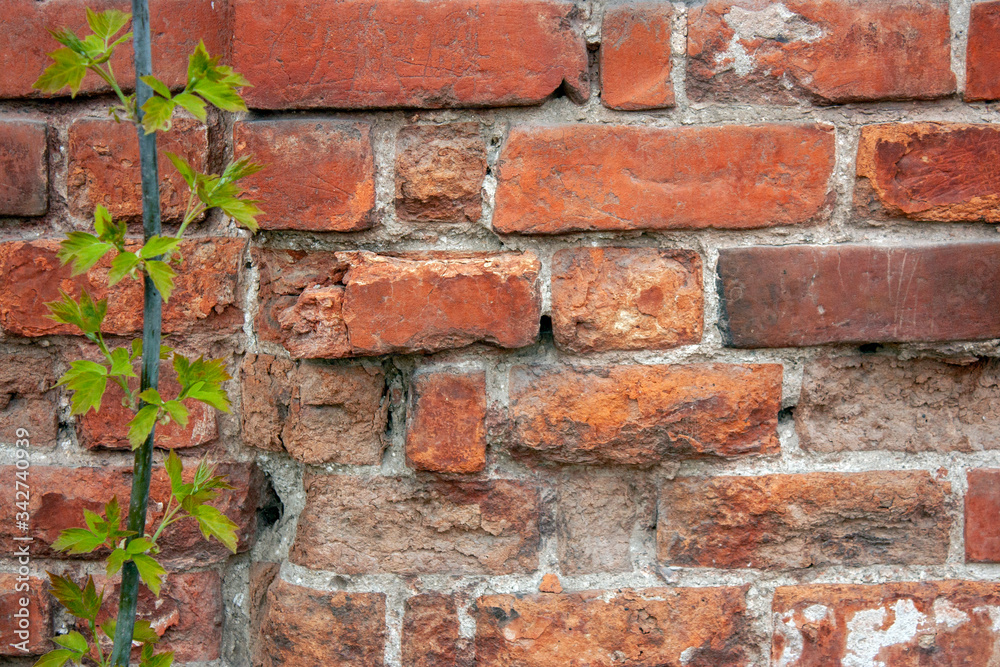 Obraz premium Fragment of an old brickwork closeup. Potholes and defects of red brick. Branches of bush bushes with green leaves on a wall background.