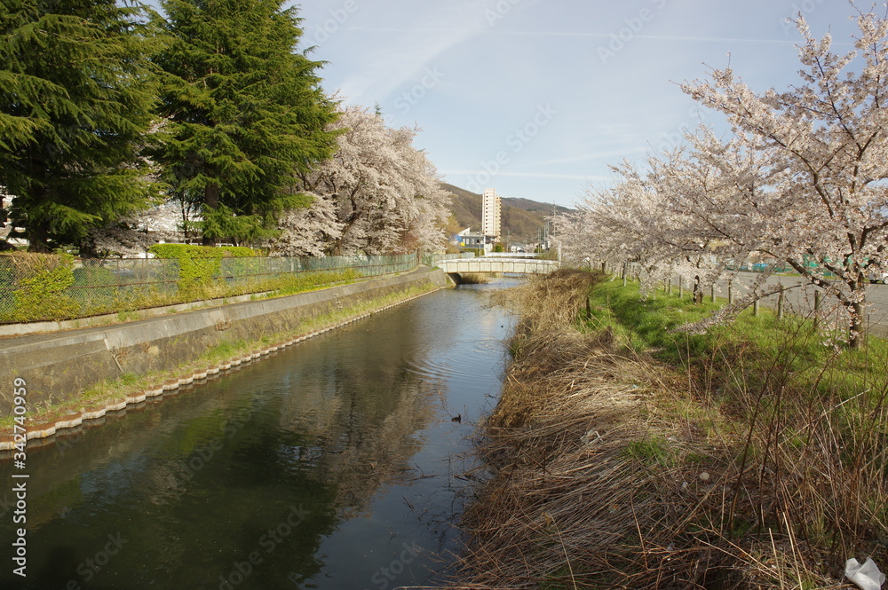 桜並木 川 K3BP5916 桜並木 川 K3BP5916