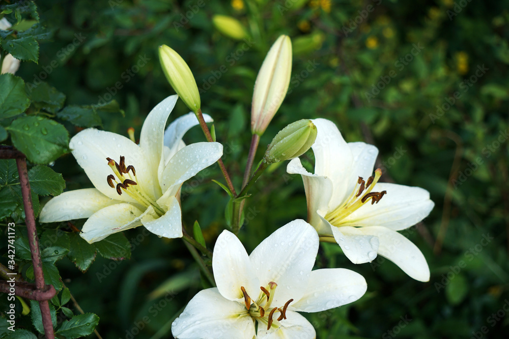 beautiful white lilies in the garden after rain beautiful white lilies in the garden after rain