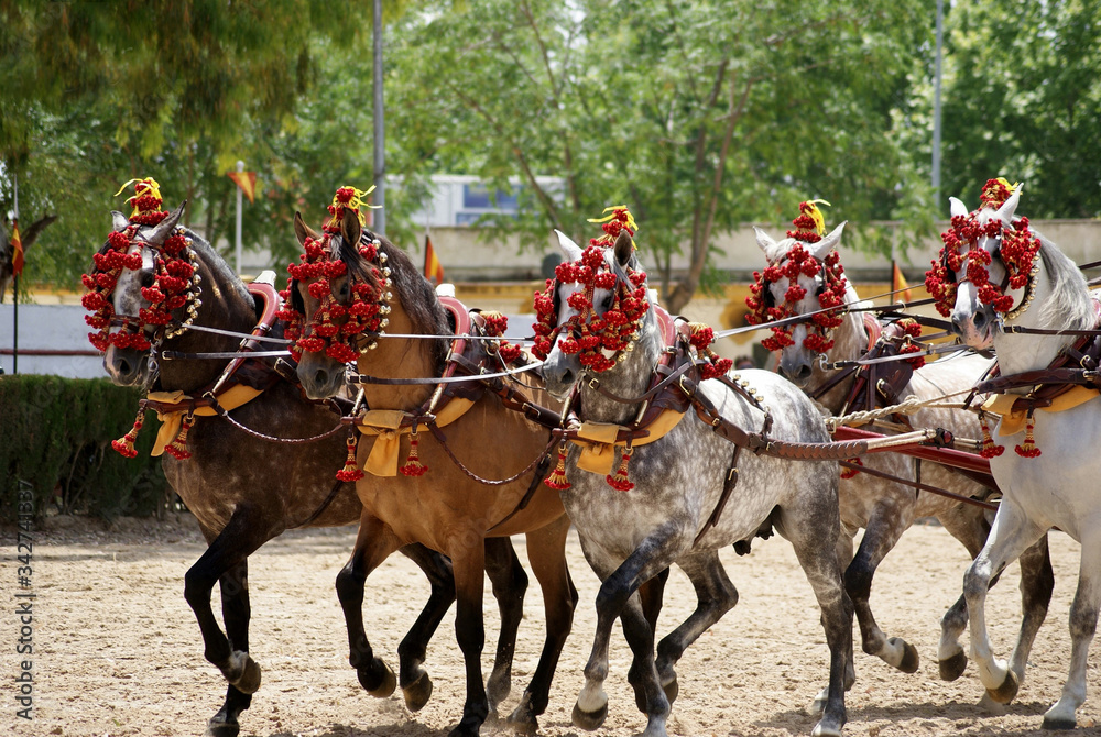Five spanish horses with traditional harness Five spanish horses with traditional harness