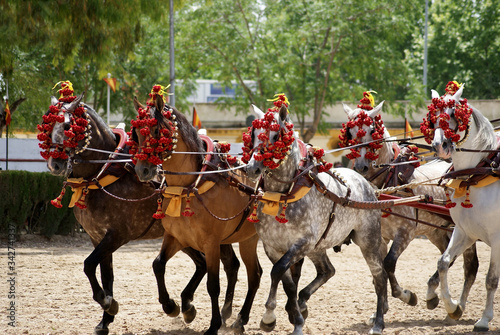 Five spanish horses with traditional harness