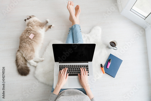 A young woman in blue jeans barefoot with a laptop sitting on a white wooden floor with a white fluffy rug is working at home and a cat is lying next to her top view