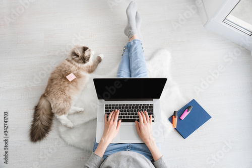 A young woman in blue jeans barefoot with a laptop sitting on a white wooden floor with a white fluffy rug is working at home and a cat is lying next to her top view
