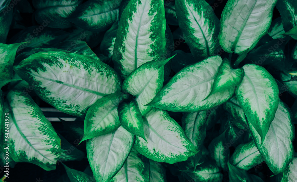 Obraz premium Green leaf and plants. Background. Dark green