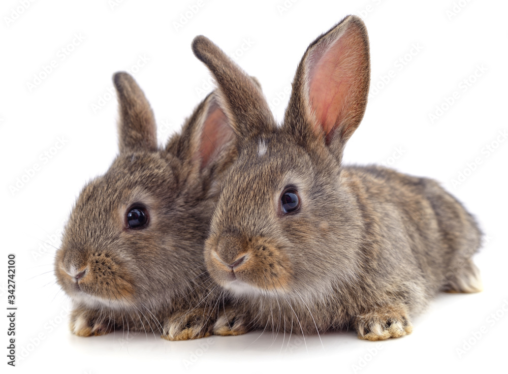Two beautiful rabbits.