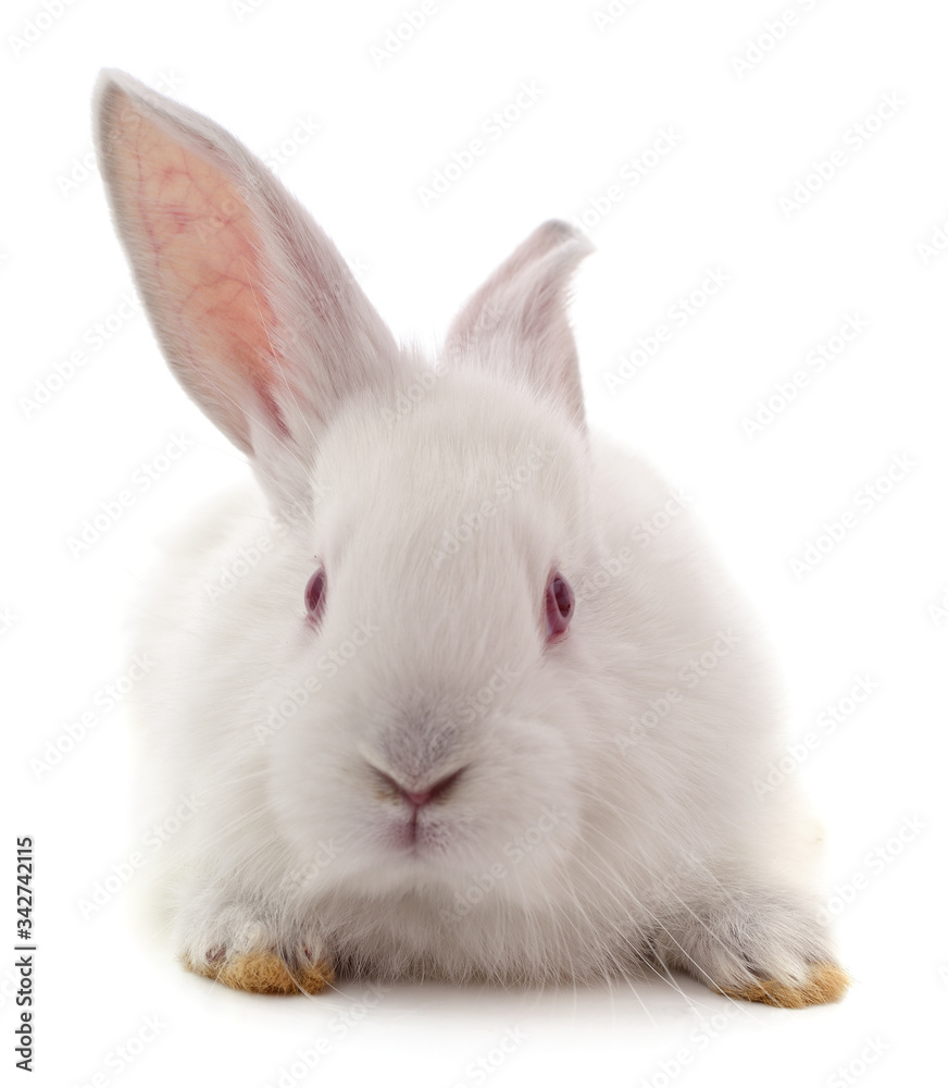 One white rabbit. One white rabbit.