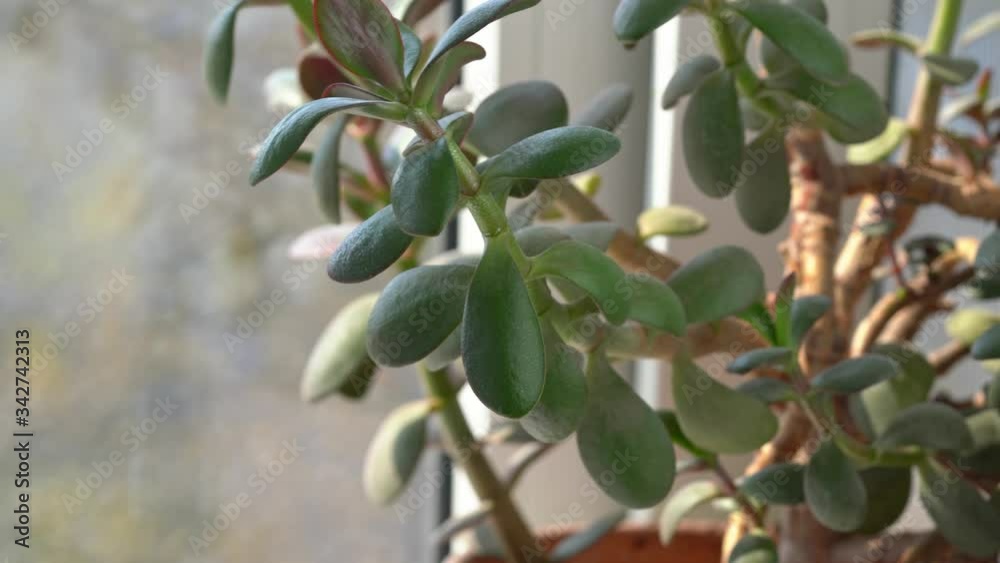 A man touches the leaves of a money tree (Crassula Ovata) A man touches the leaves of a money tree (Crassula Ovata)