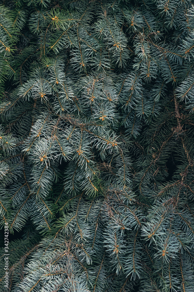 branches of a green fur tree in the garden branches of a green fur tree in the garden