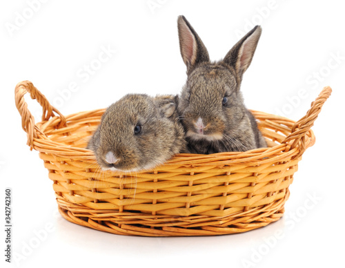 Rabbits in a basket.