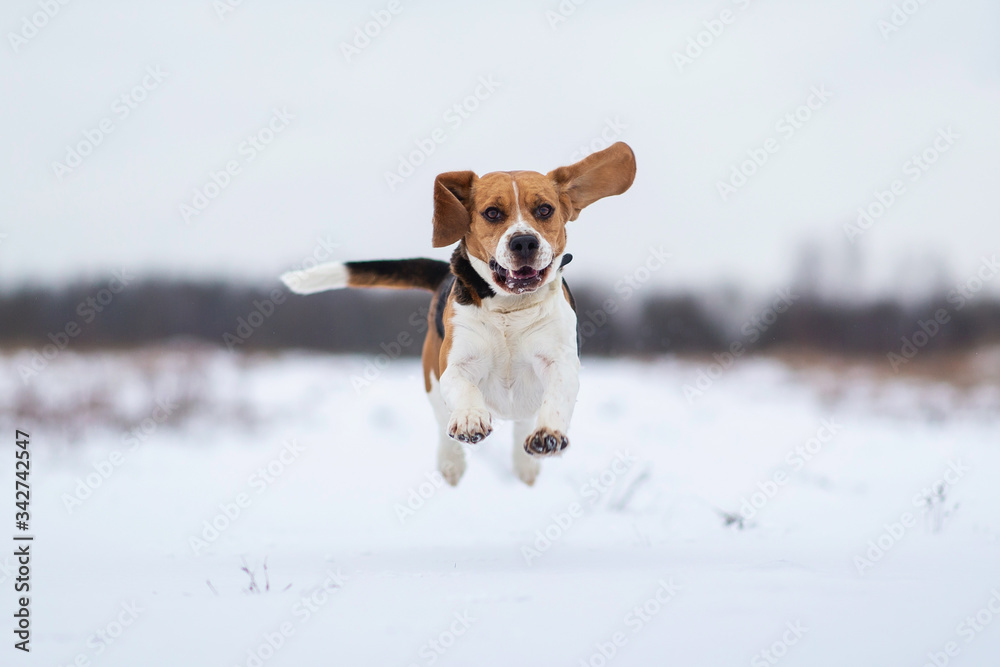 Portrait of a Beagle dog at walk in winter Portrait of a Beagle dog at walk in winter
