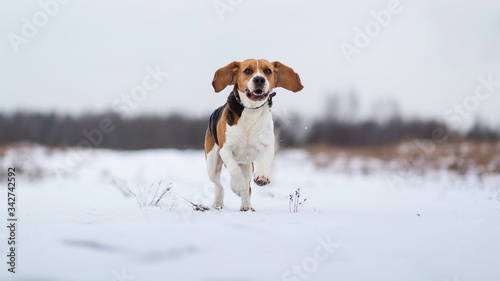 Portrait of a Beagle dog at walk in winter