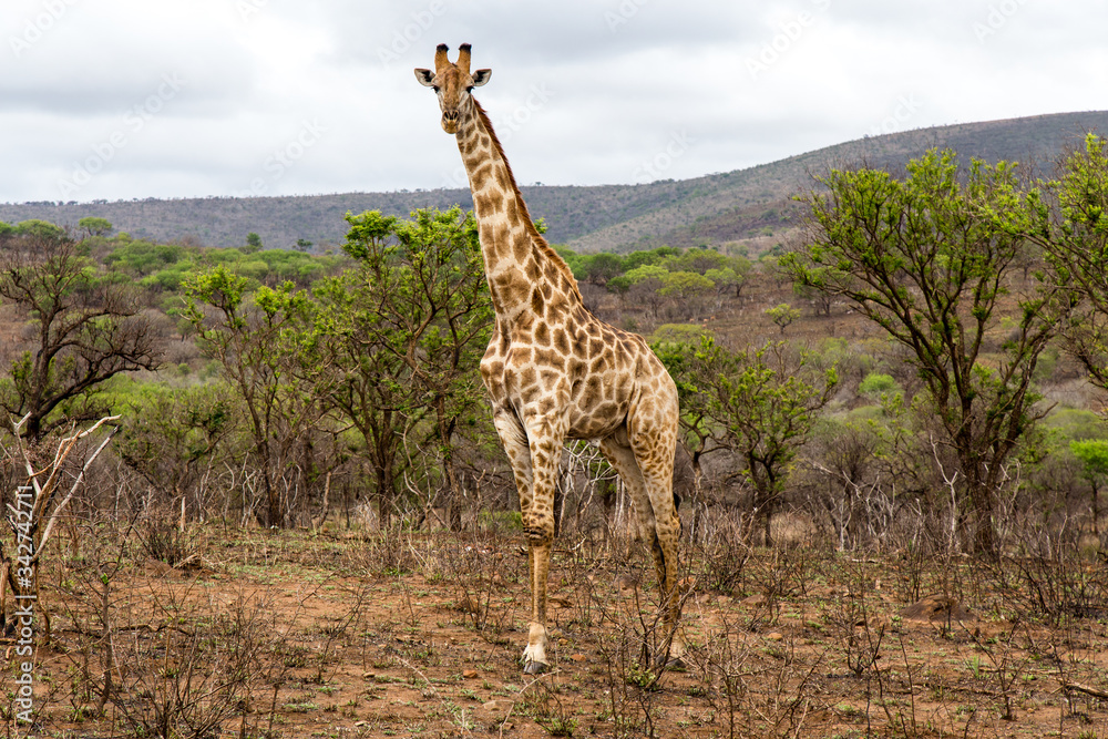 Fototapeta premium African giraffe grazing through a wilderness setting in a game park, with storm clouds visible in the distance.