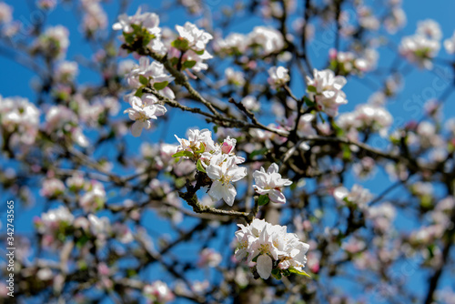 apple tree blossom against a blue sky