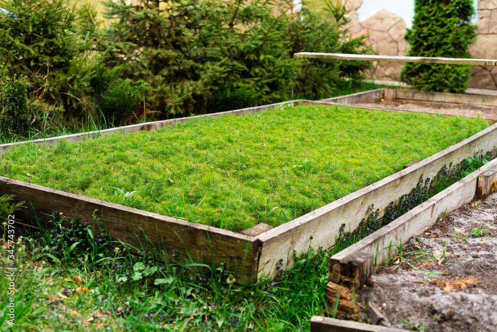 wooden beds with seedlings of small pine trees