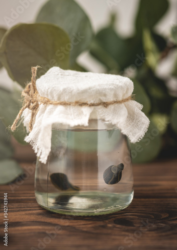medical leeches in a glass jar