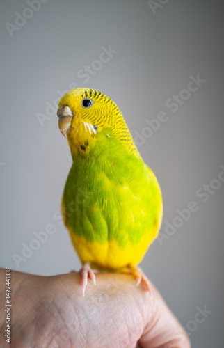 Portrait of a green and yellow budgerigar parakeet sitting on a human hand lit by natural light from a window