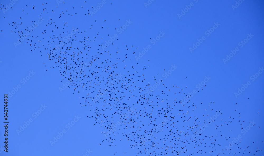 Starlings are flying in clear sky. Starlings are flying in clear sky.