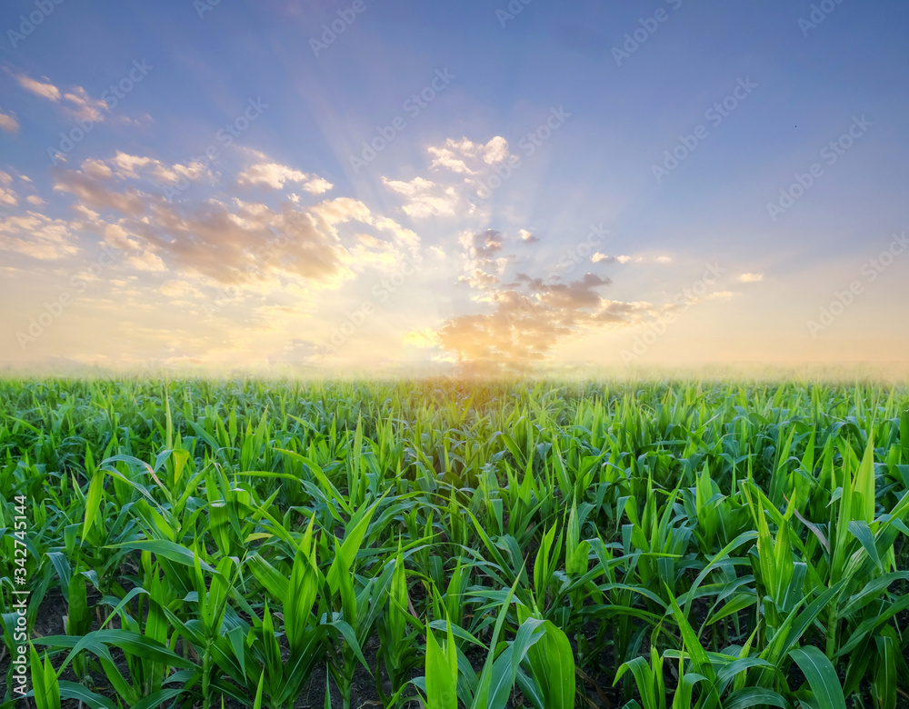 agriculture corn field in the morning sunrise.