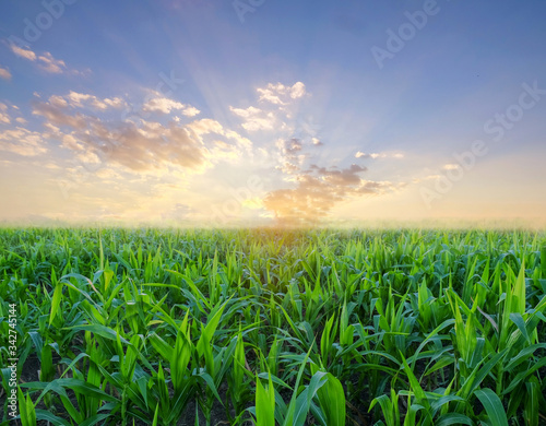Obraz na płótnie agriculture corn field in the morning sunrise. w salonie