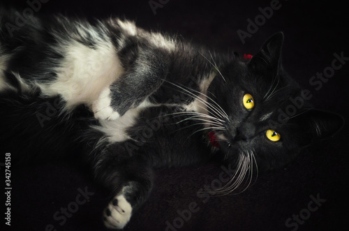 black cat with yellow eyas photo