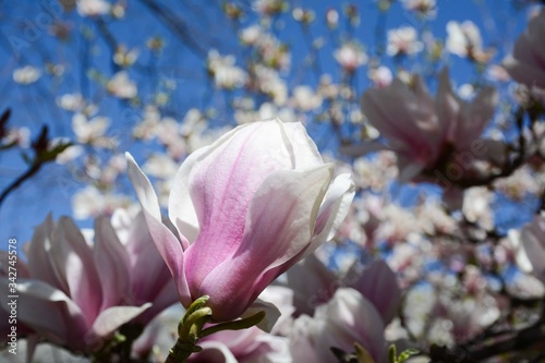 Beautiful delicate white-pink magnolias on a background of a blossoming tree on a clear day