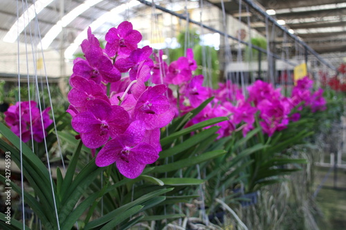 Tableau sur toile Row of vanda orchids are hanging indoor, violet flowers and green leaves of Thai orchid, Thailand