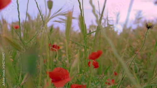 campo amapolas cielo