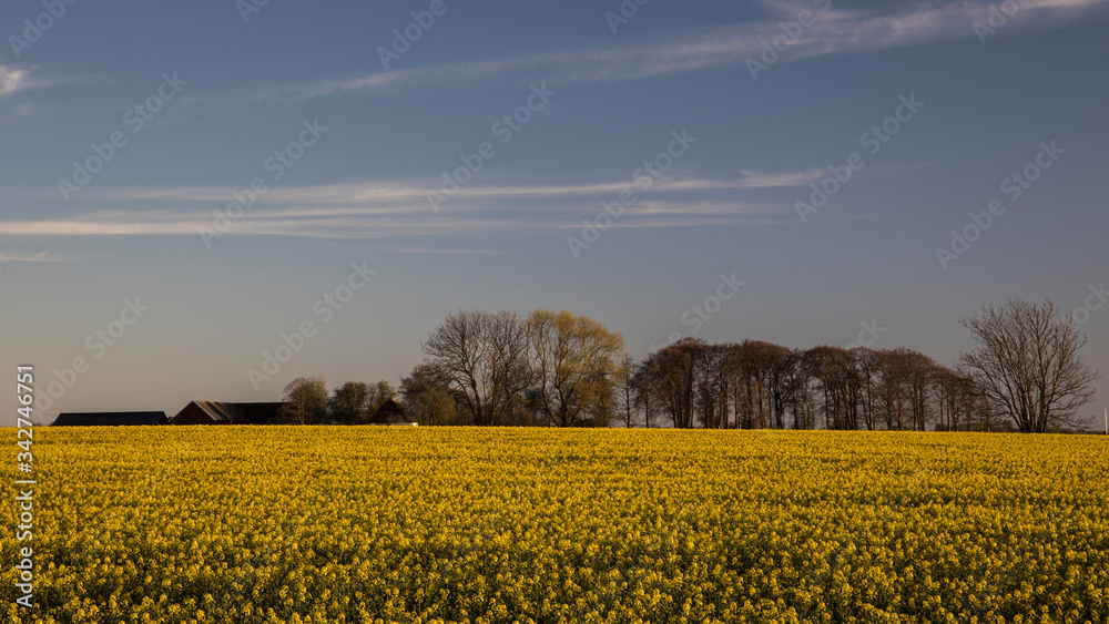 Obraz premium Scanian landscape (rapeseed field)