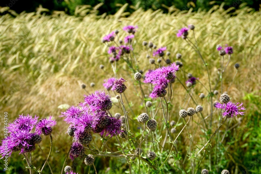 Obraz premium Spear thistle flower and rye field in the background