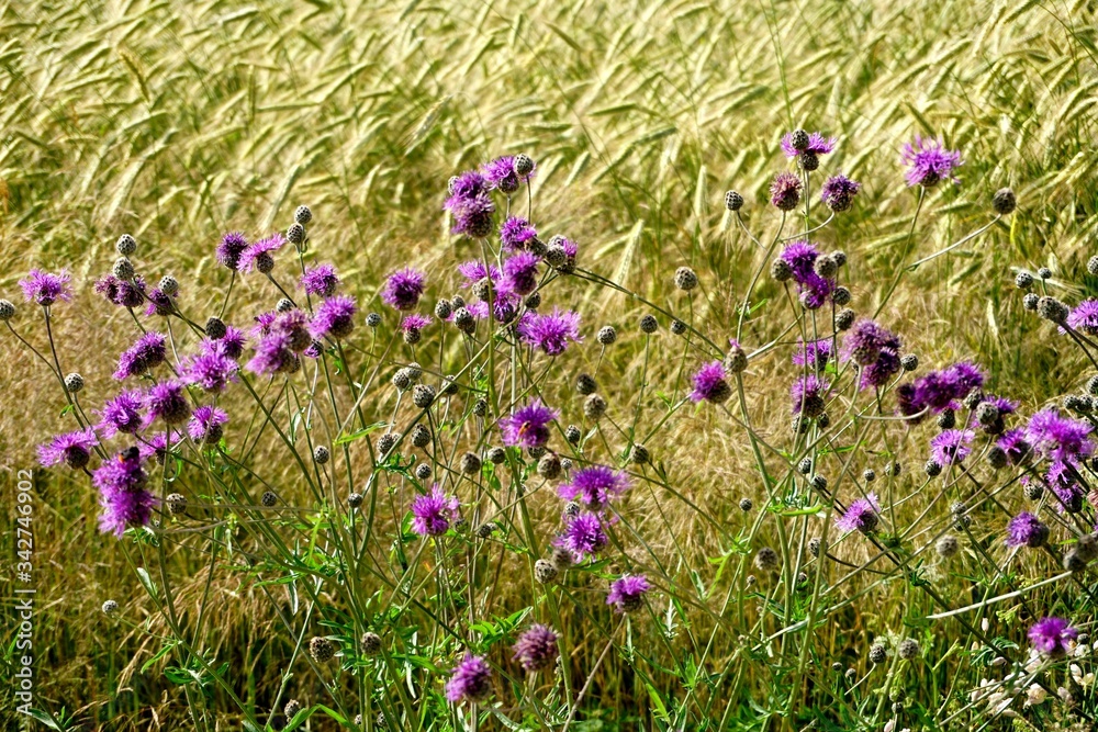Spear thistle flower and rye field in the background - obrazy, fototapety, plakaty 