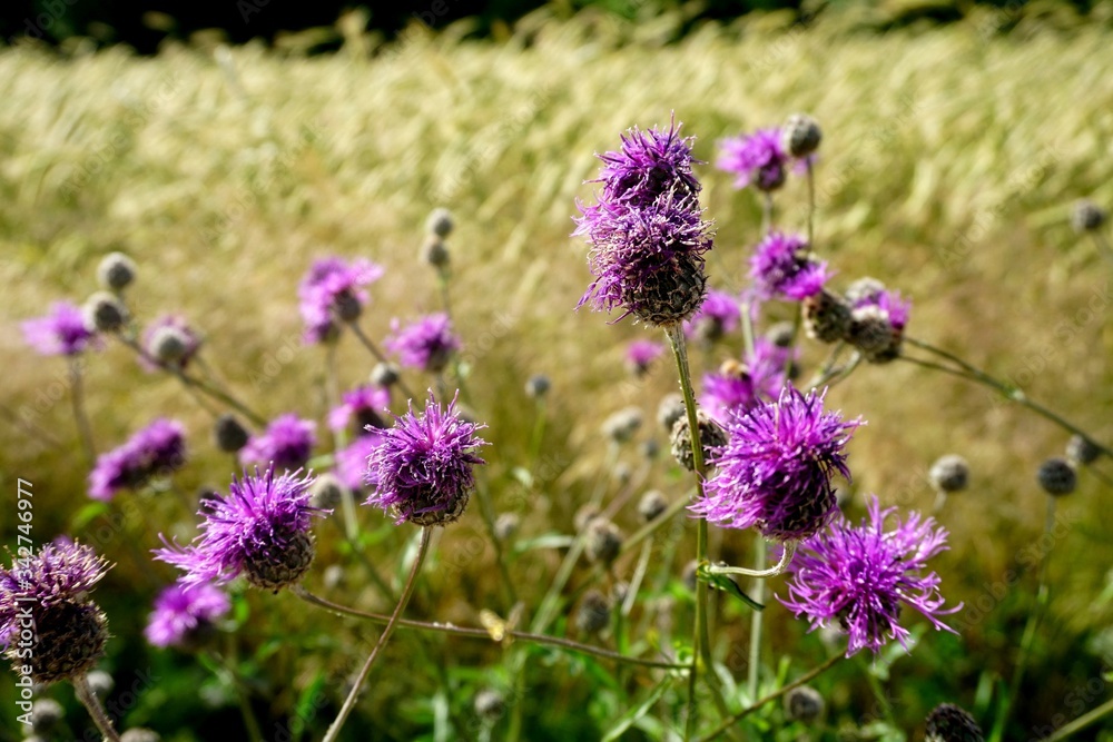 Obraz premium Spear thistle flower and rye field in the background
