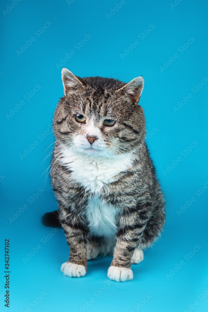 Old Cross breed cat sitting in front of blue background