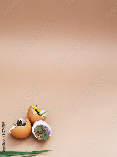  eggshell on brown backgrounds  photo