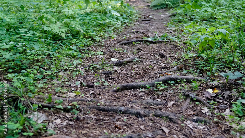 Forest footpath with green grass, tree roots and dark ground. Forest footpath with green grass, tree roots and dark ground.