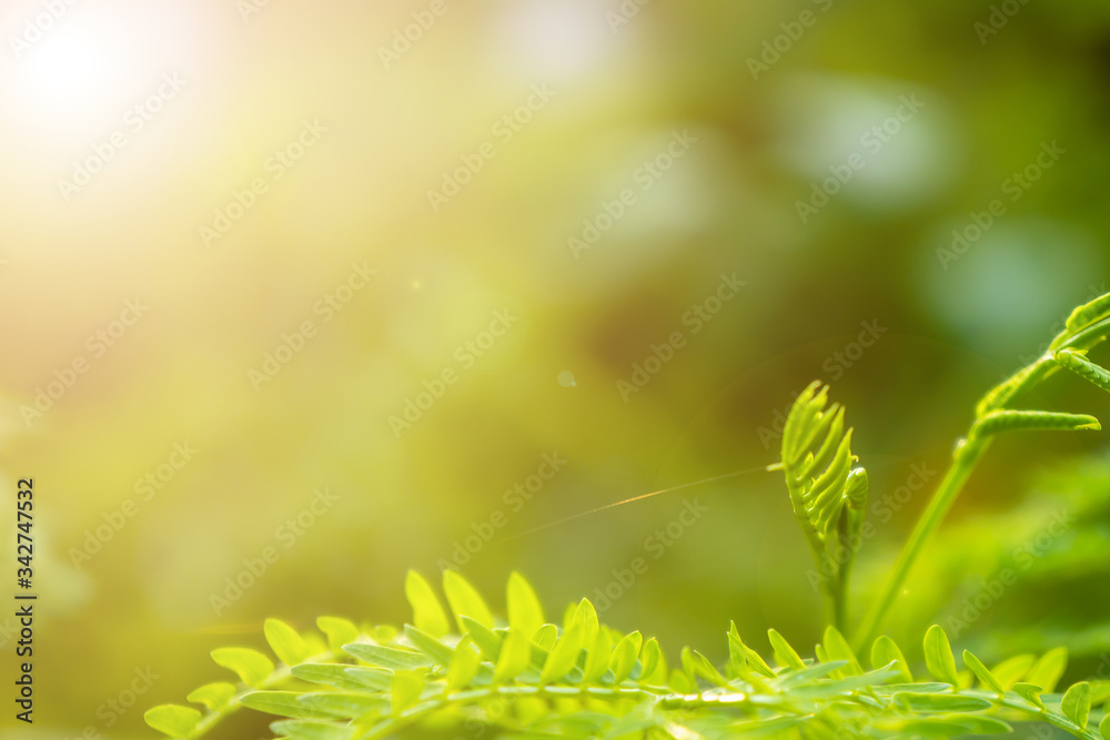 Fototapeta premium Nature blurred background, green leaves copy Space used for making websites or magazines background.