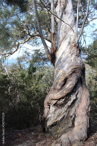 Beautiful twisted tree reaches up to the sky