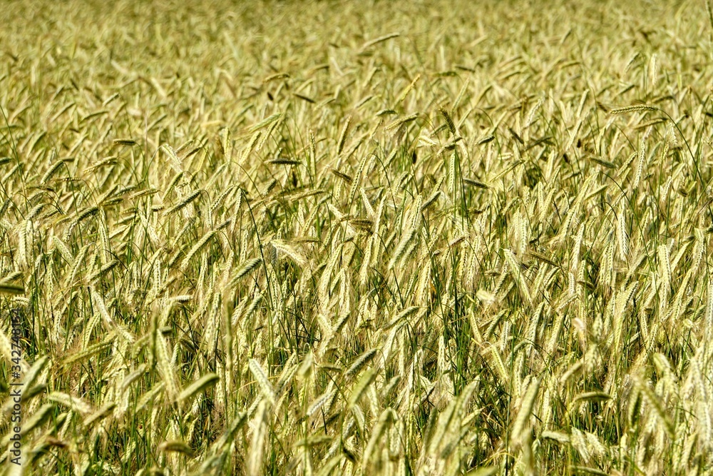 Rye field background. Beautiful Cereal Background Rye field background. Beautiful Cereal Background