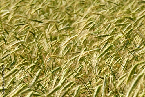 Rye field background. Beautiful Cereal Background 