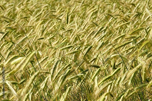 Rye field background. Beautiful Cereal Background 