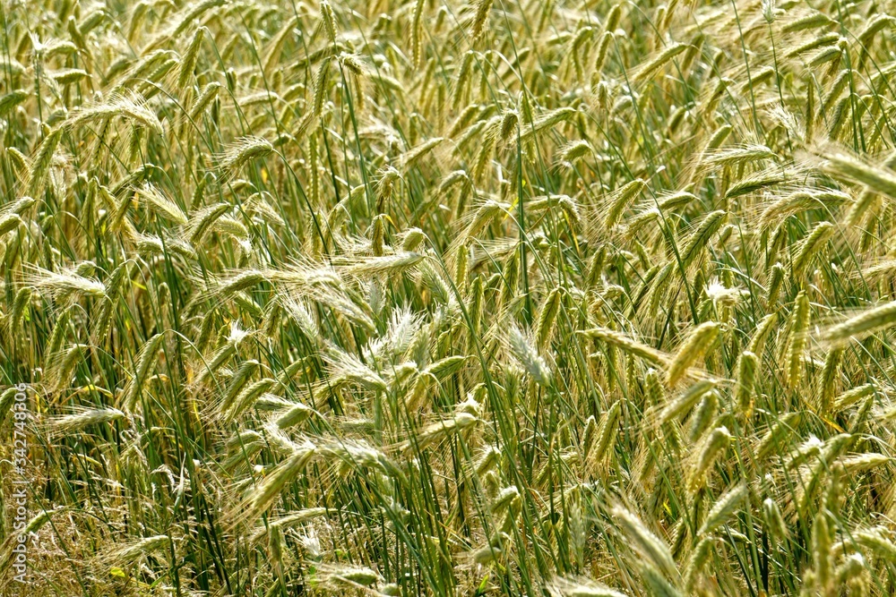 Obraz premium Rye field background. Beautiful Cereal Background 