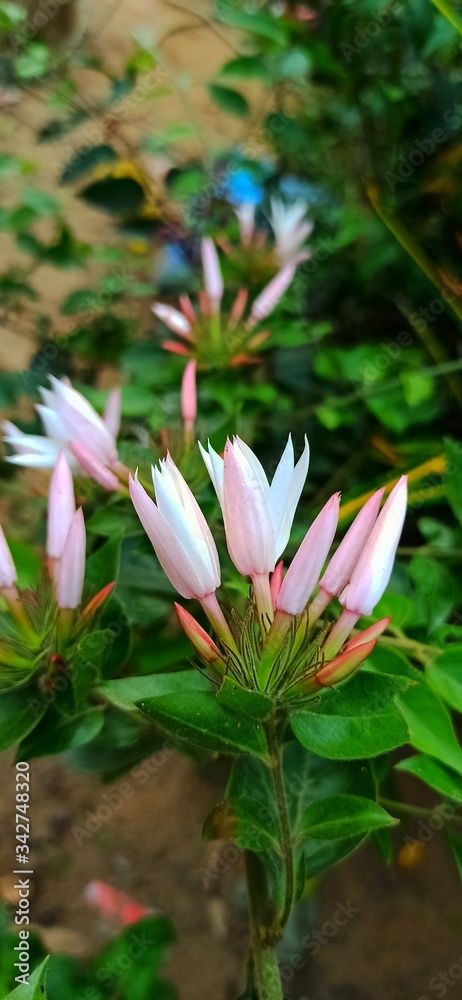 Obraz premium pink and white flower