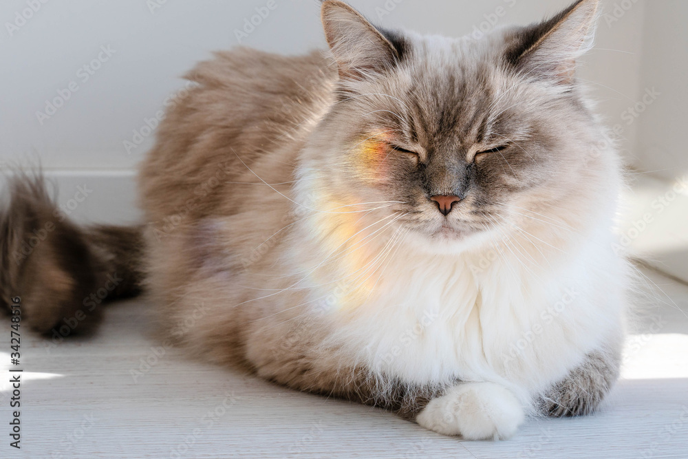 Fluffy cat lies squinting with a rainbow on her face